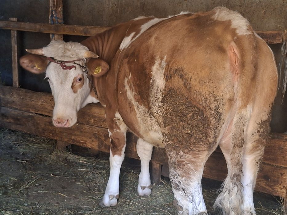 Vand junica in jur de 400 kg