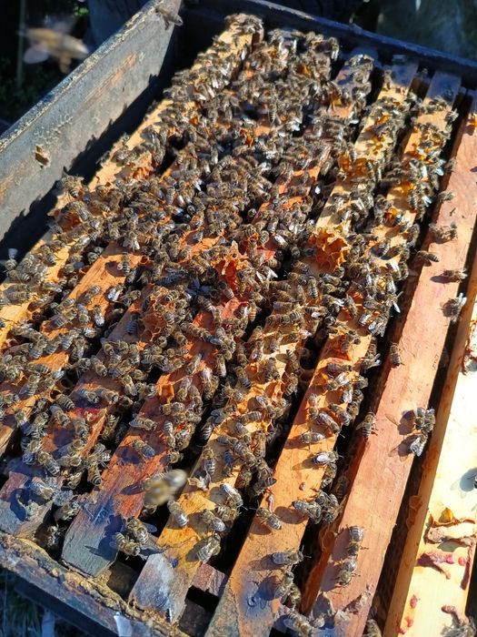 familii albine stupi