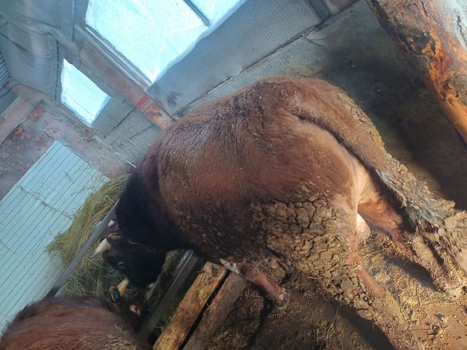 Продаётся 5 голов