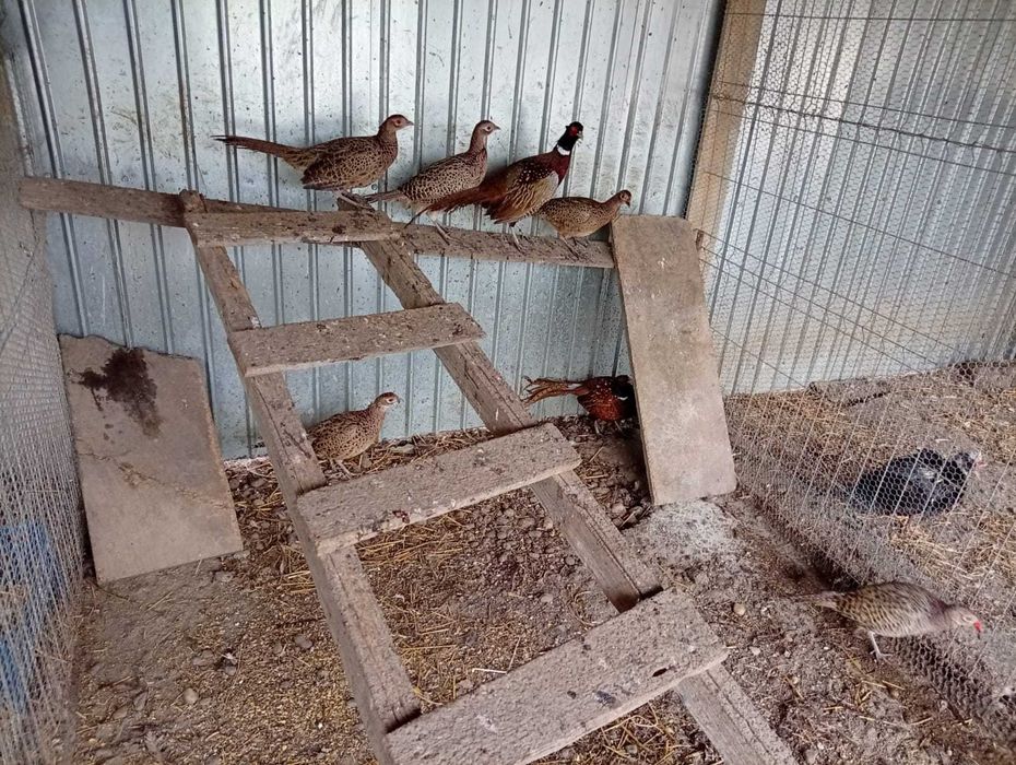 Vând fazani și potârnichii...