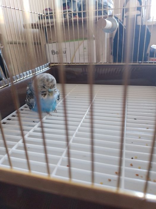 Продам папугая красивого