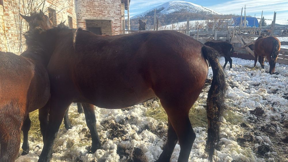 Продаются лошади