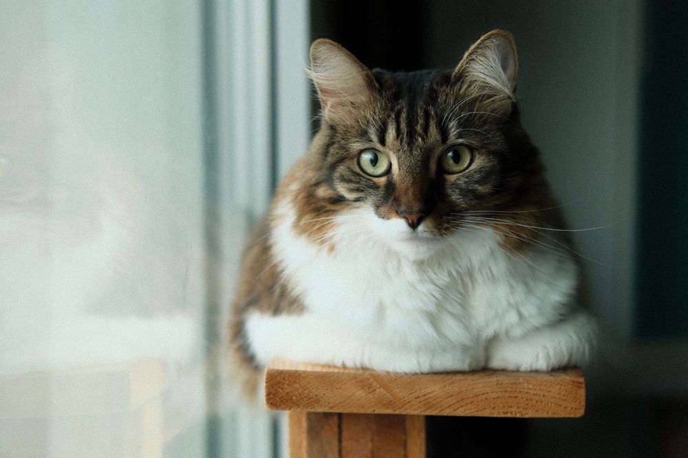 Домашно коте търси нов дом