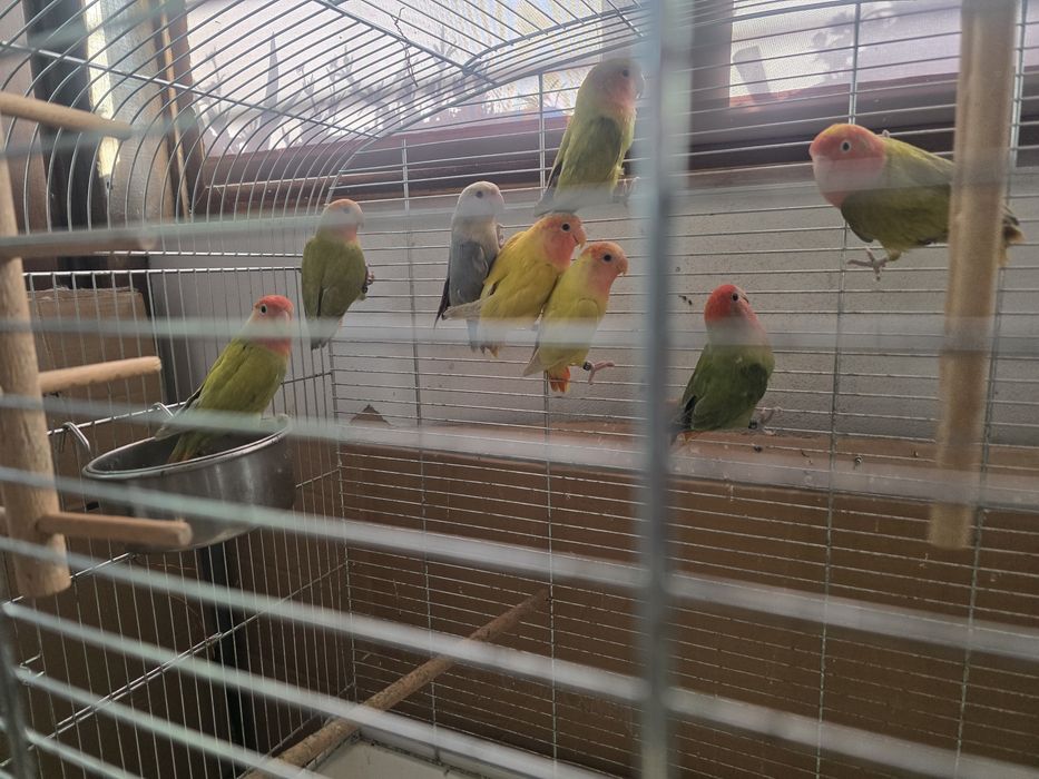 papagali amorezi/agapornis,nimfa, cantator si colivii