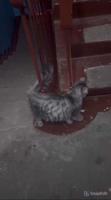 Появилась кошка. Ищем ей семью!