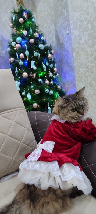 Кошка ищет жениха срочно