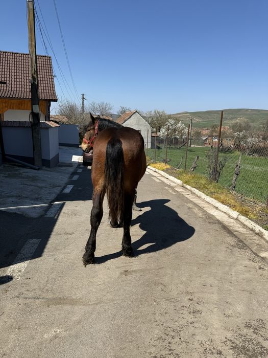 Vand urgent manz de un an  foarte bland