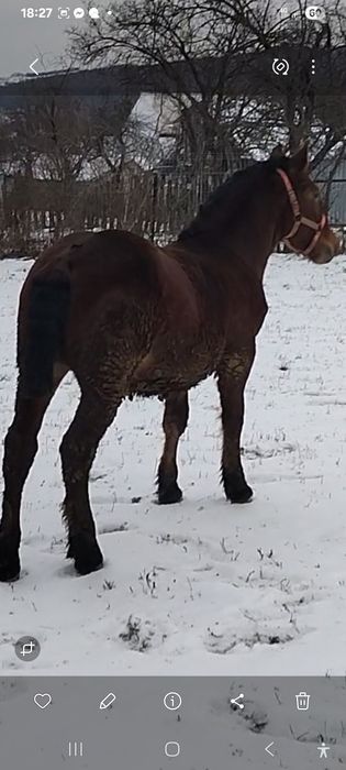 Vând mânz semigreu