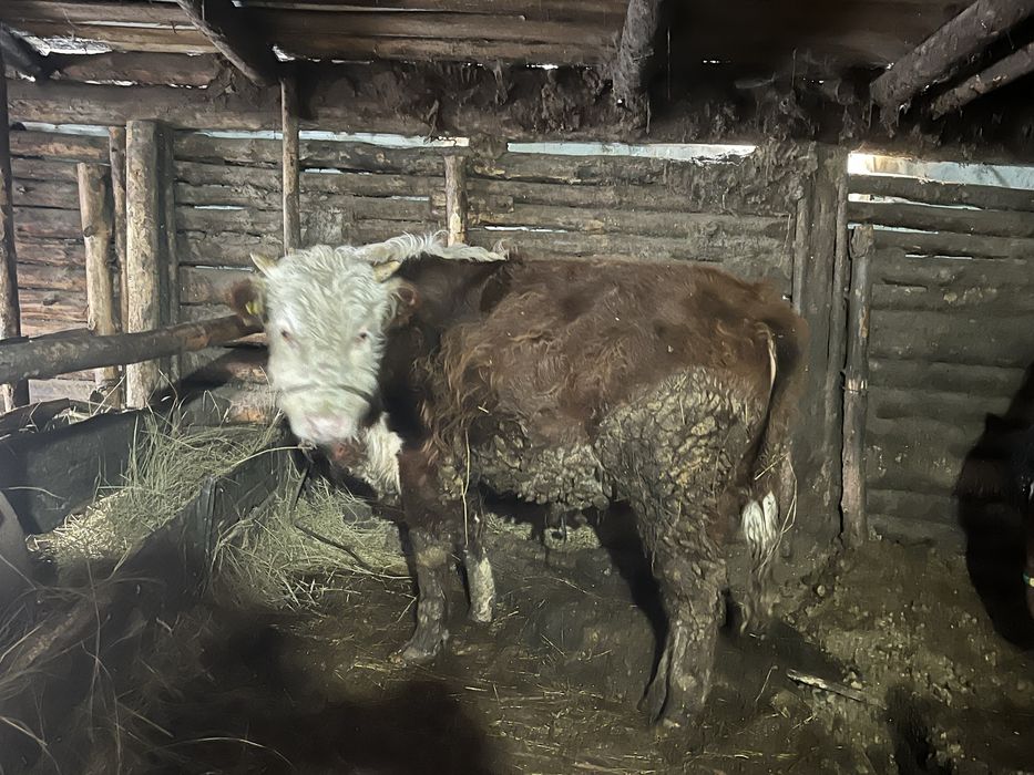 Продам быка