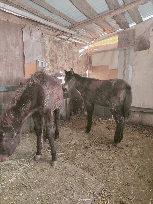 5-6 айлык жылкылар