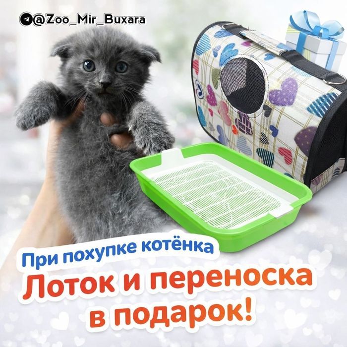 Продаются. Котята