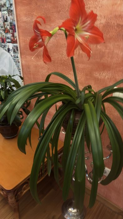 Комнатные цветы