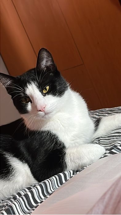 pisici spre adoptie