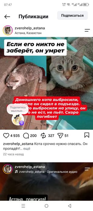 Пристраивается котик