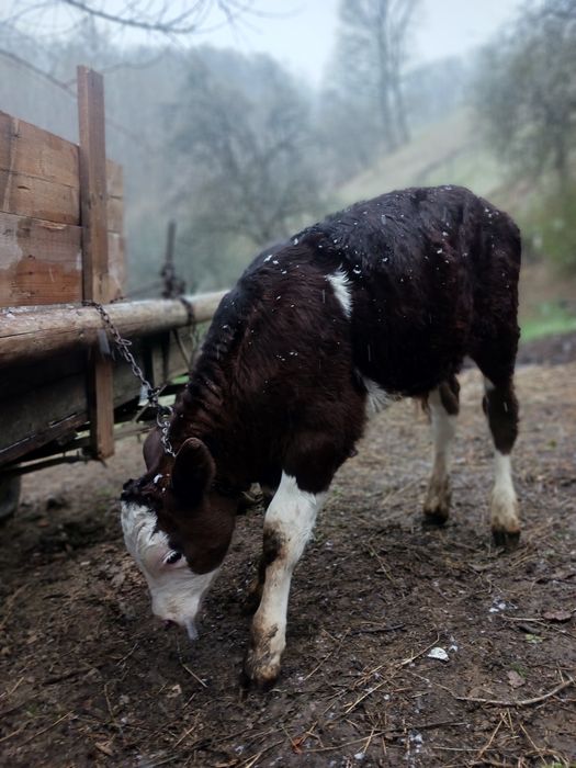 Vând 2 vitele de augus  și 1 vitel stean