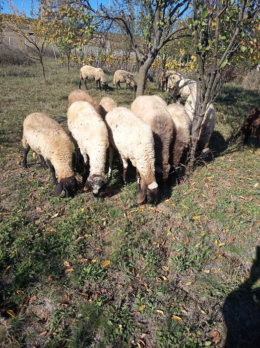 Miei grași pentru Paște