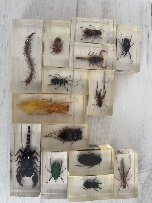 Colecție insecte în rășină