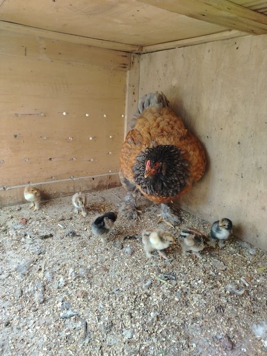 Brama Xo'roz Zolota Palviy Pux Qorasi Paliviy Galiboy Pux Tuxumlari