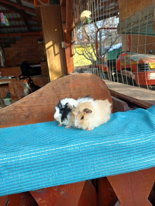 Pui de porcușori de Guineea