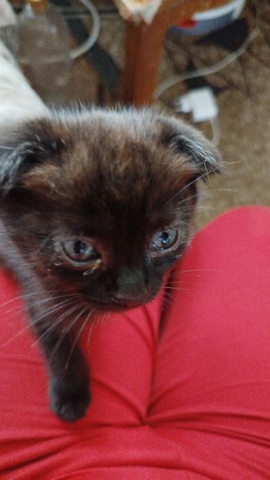 Отдам в хорошие руки 3х двухмесячных и одну 6 месячную кошечек.