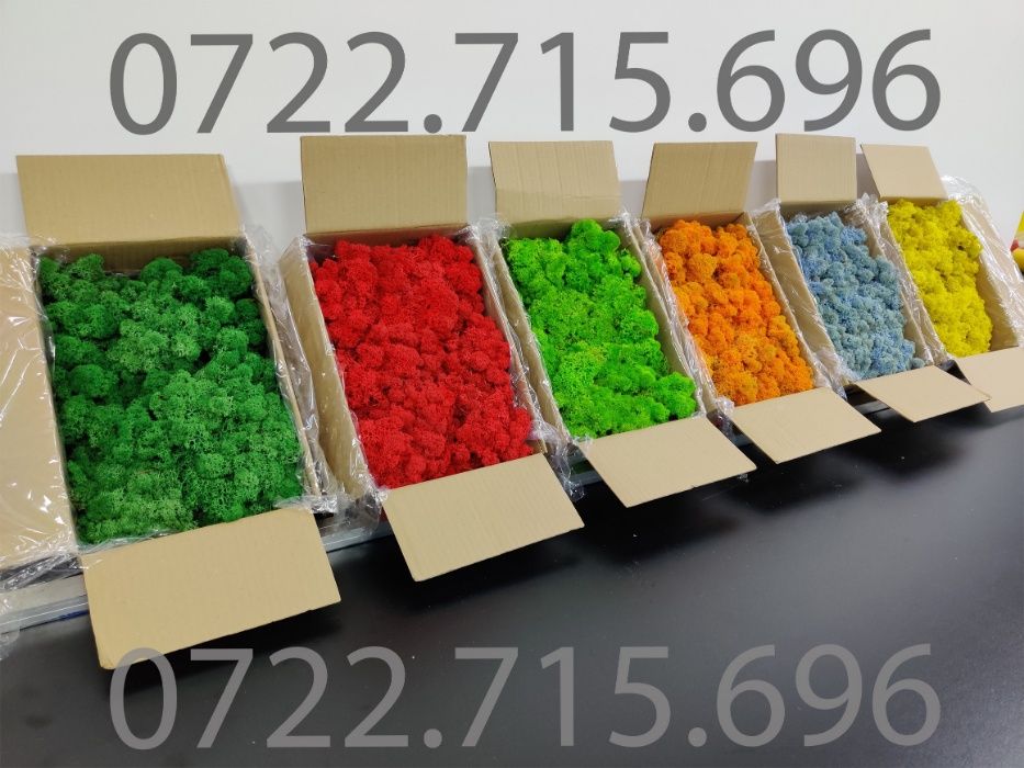 Licheni si muschi ornamentali pret de producator IMPORTATOR DIRECT