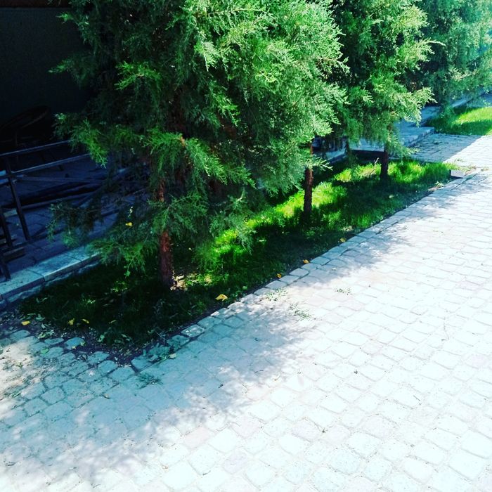 Сажаем газон и растительность