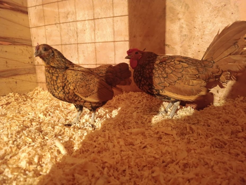 Сибрайт золотистый