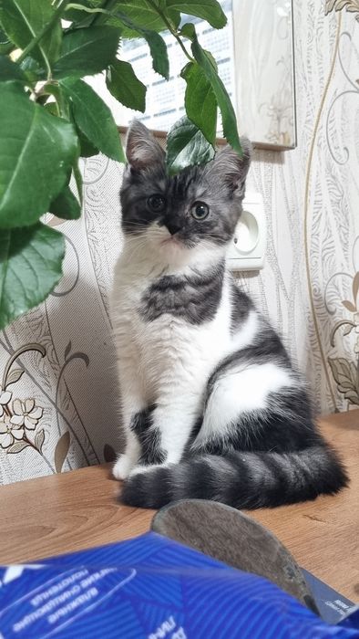 Продаётся котенок