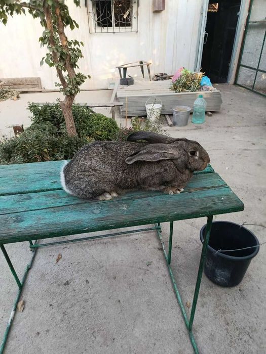 кролики самки парода Великан возраст 6 месяцев куен quyon ургочи