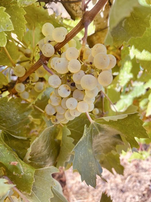 Cabd struguri de vin 2026