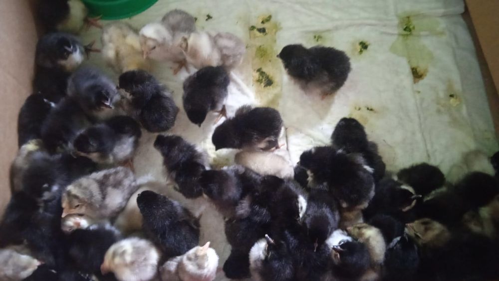 Австролорп парода балапандары