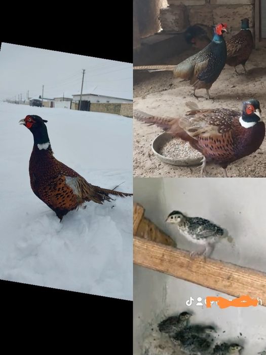 Қырғауыл Фазан 5 6 айлык