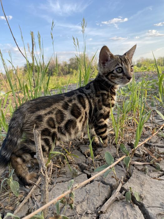 Бенгальские котята