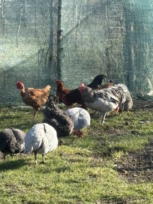 Vand oua incubat sau consum, de la rase de mai jos!, Super pret !!