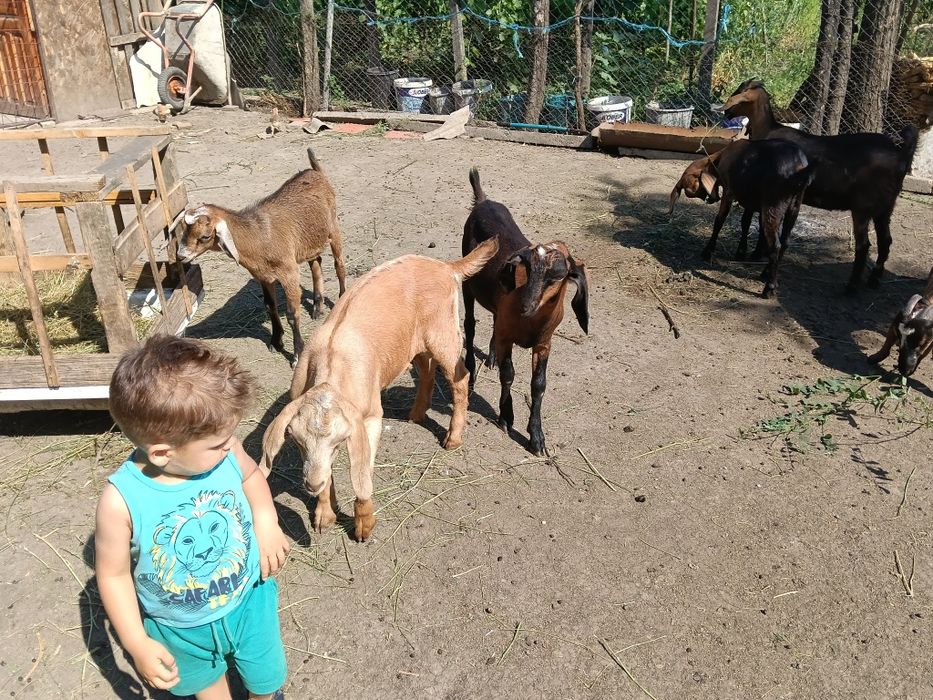 Vând Țap aglonubian
