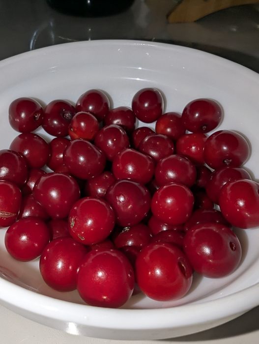 Продается садовая вишня