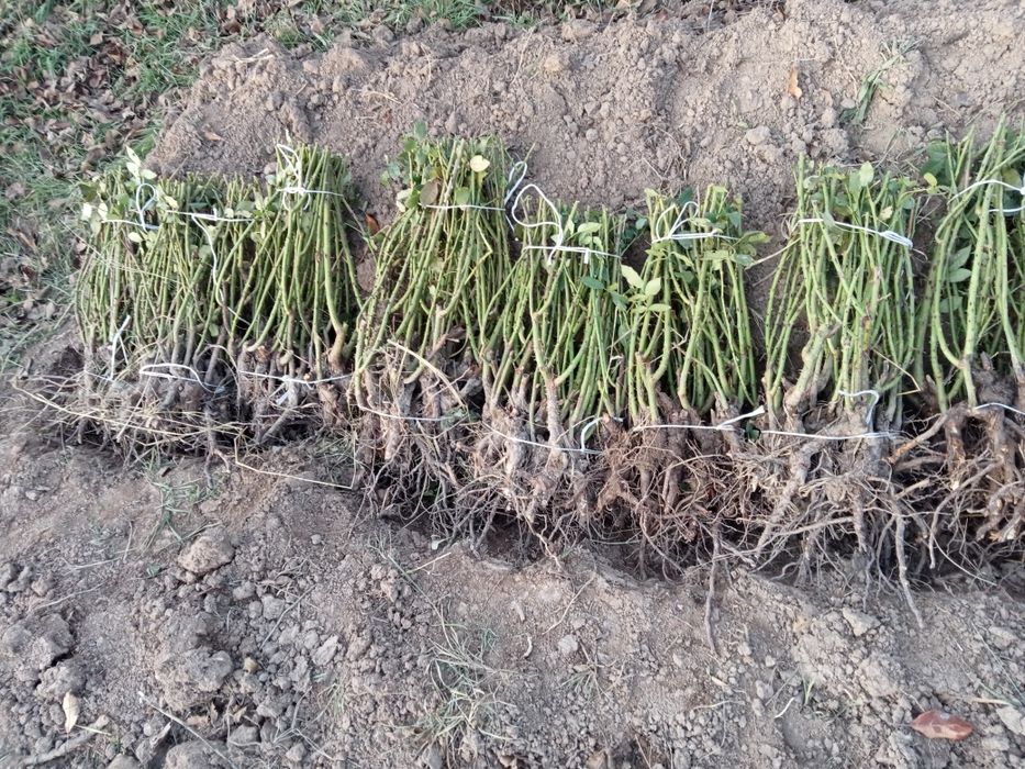 Atirgul kochati stiladi