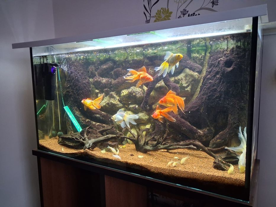 Vand acvarii 450 litri cu tot cu pesti