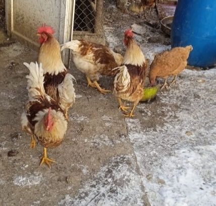 Продам петухов 8 мес