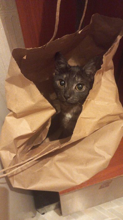 Отдам кошку бесплатно