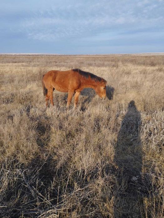 Продам лошадей..
