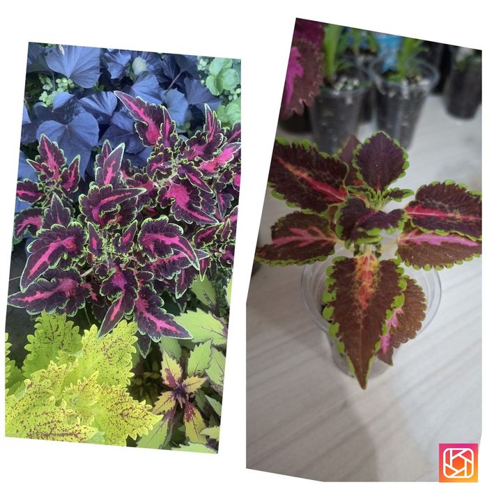 Продам цветы колеусы