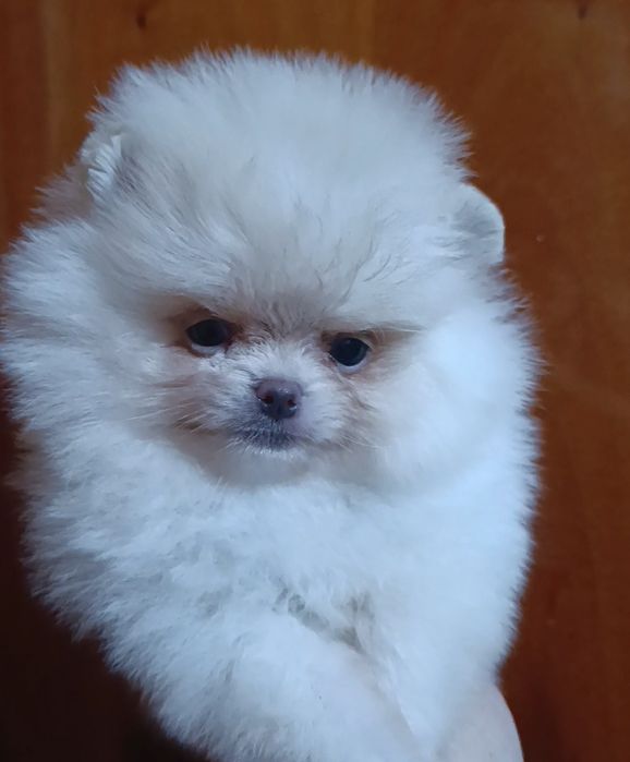 Щенки шпица мини