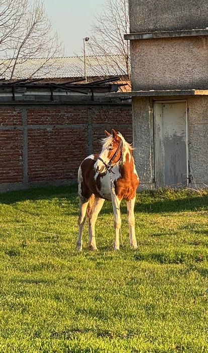 Кон Пинто 11 месеца