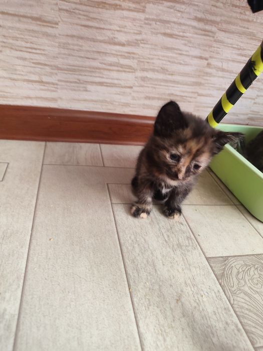 Отдам котят бесплатно.