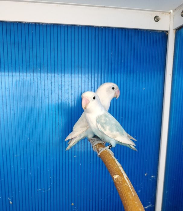 Неразделни папагали