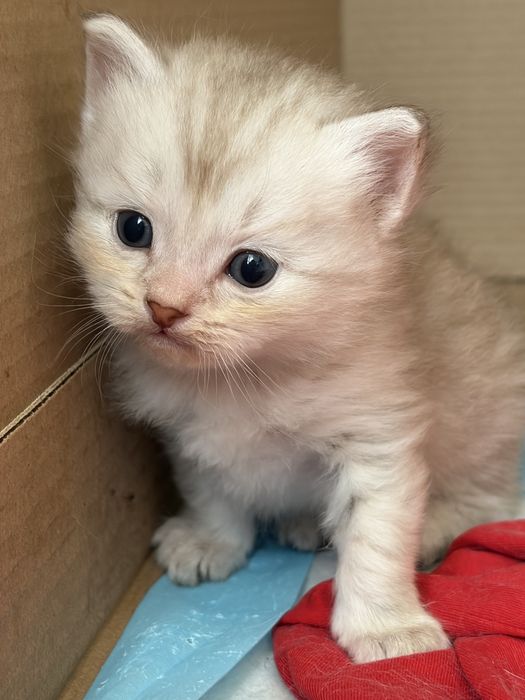 котята скоттиш страйт