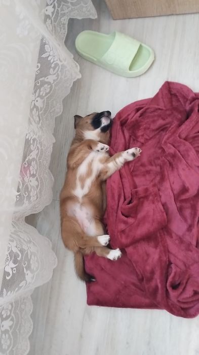 Donez caine talie mica