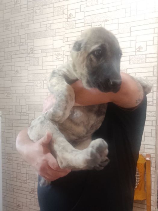 Продажа Алабай 2 месяца щенку