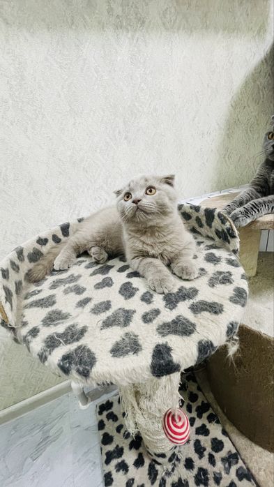 Мальчик скотиш фолд 2,5 месяца